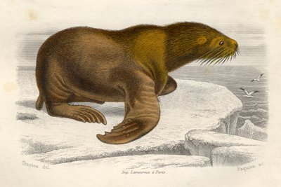 The Sea Lion, engraved by Paquien by Edouard Travies